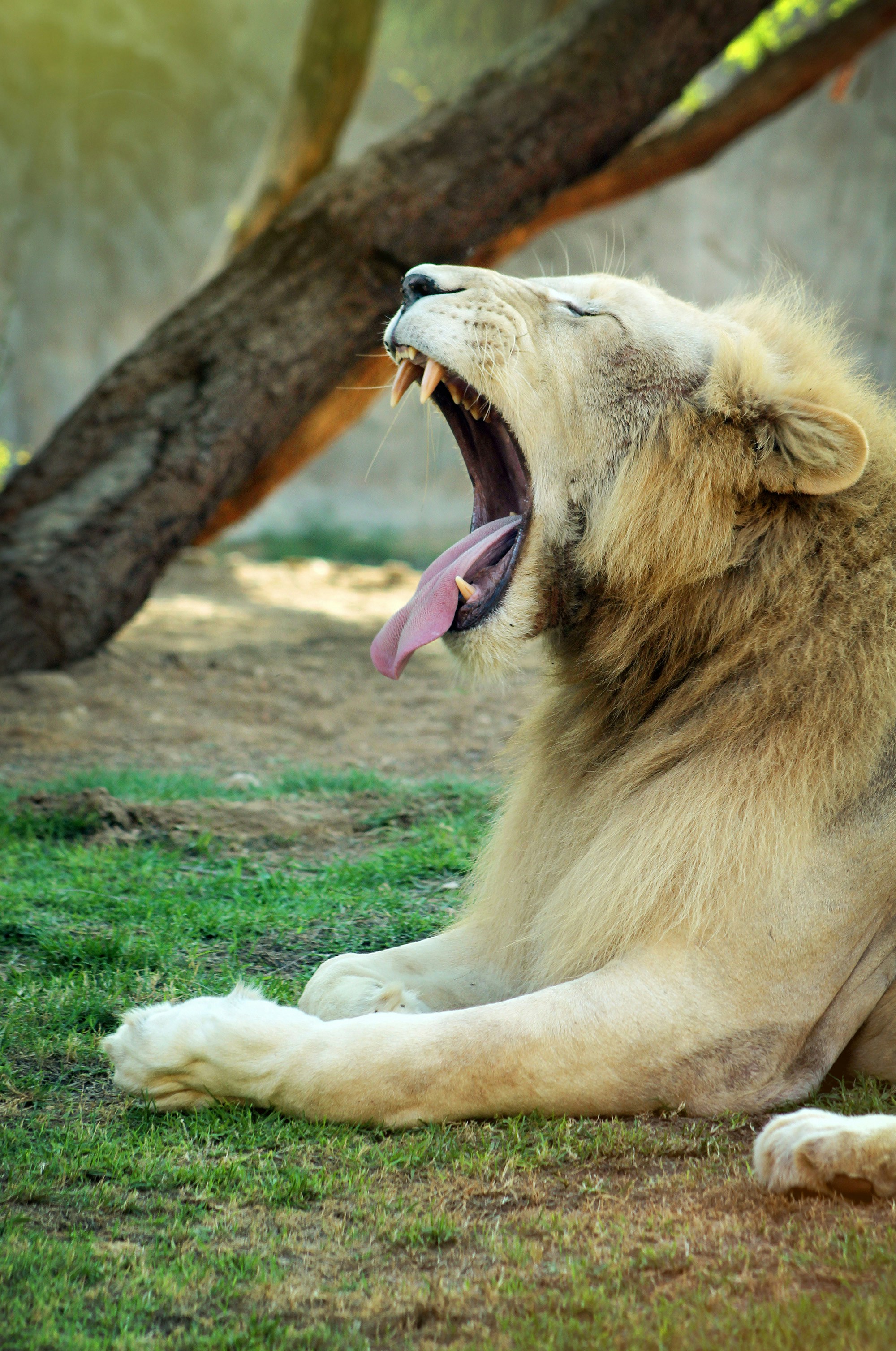 a lion yawning in the grass