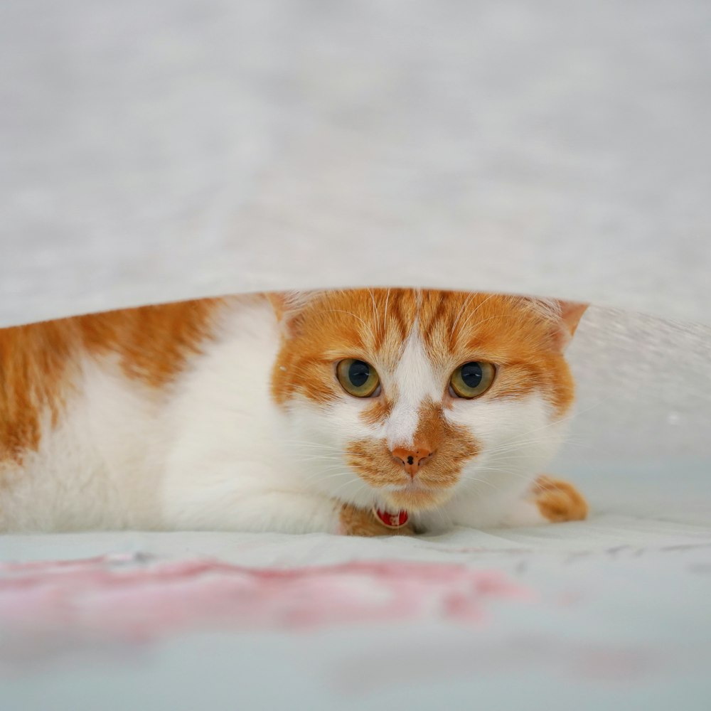 a cat lying on a blanket