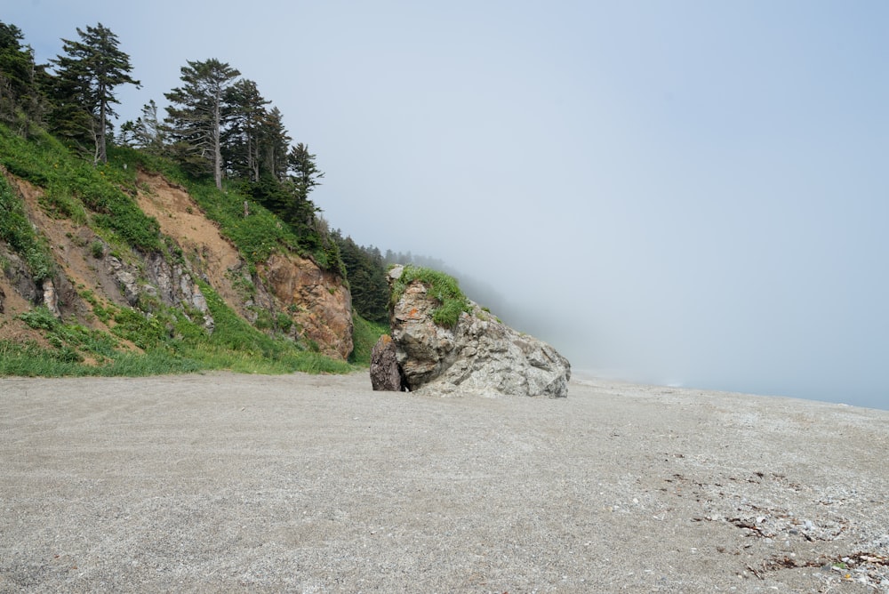 a rocky beach with trees