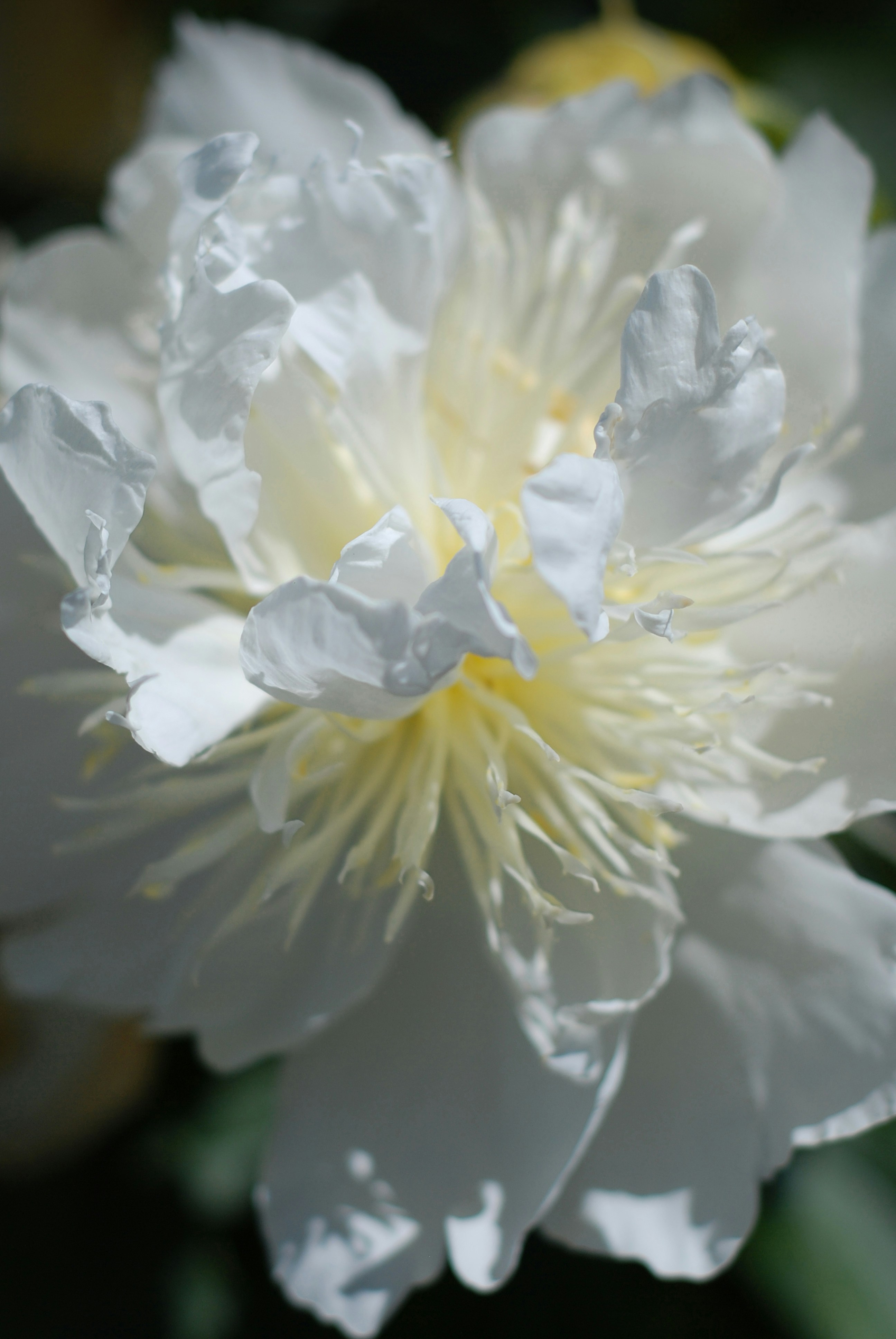 Photo by kovalskihelga