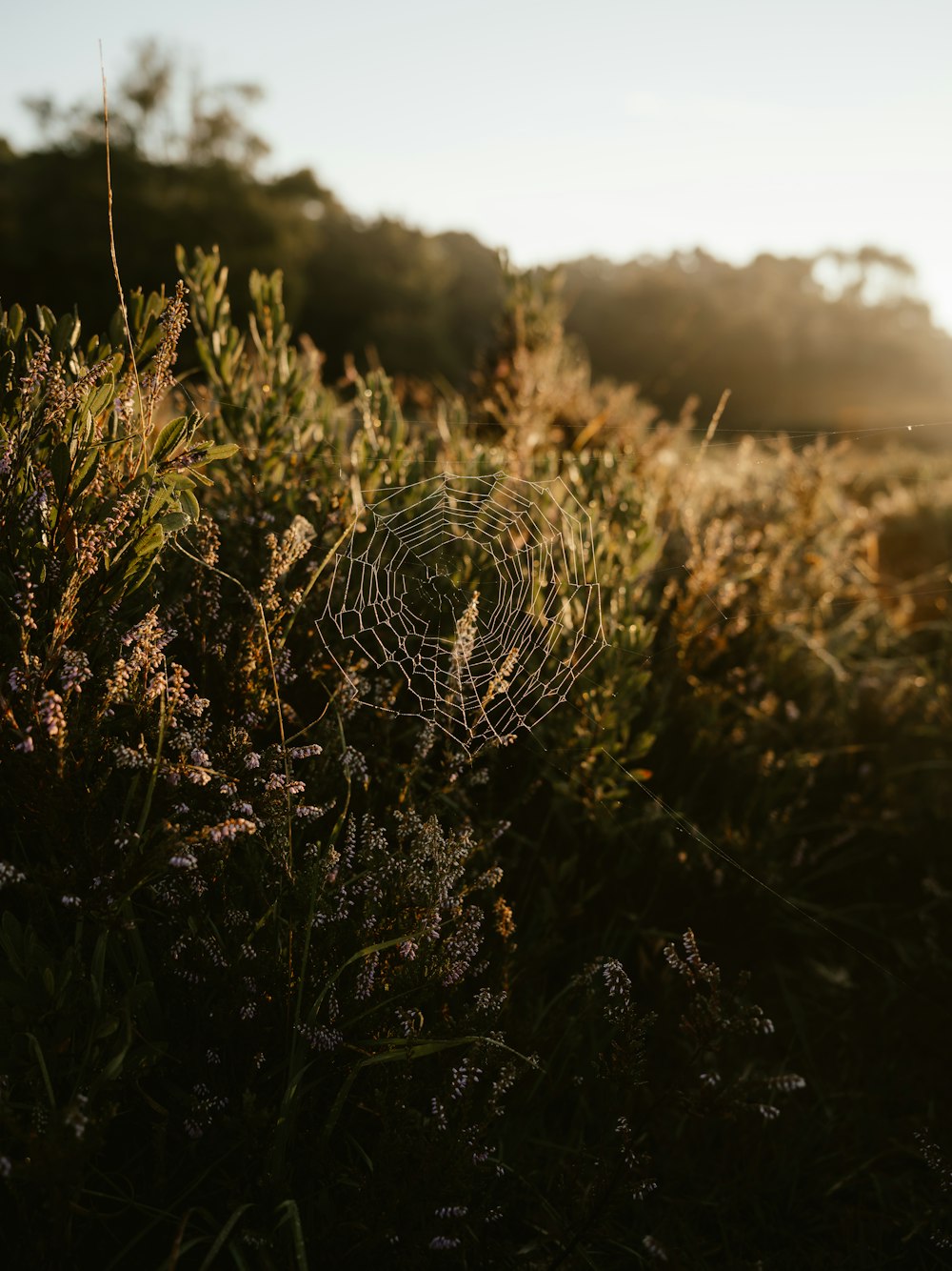 a close up of a plant