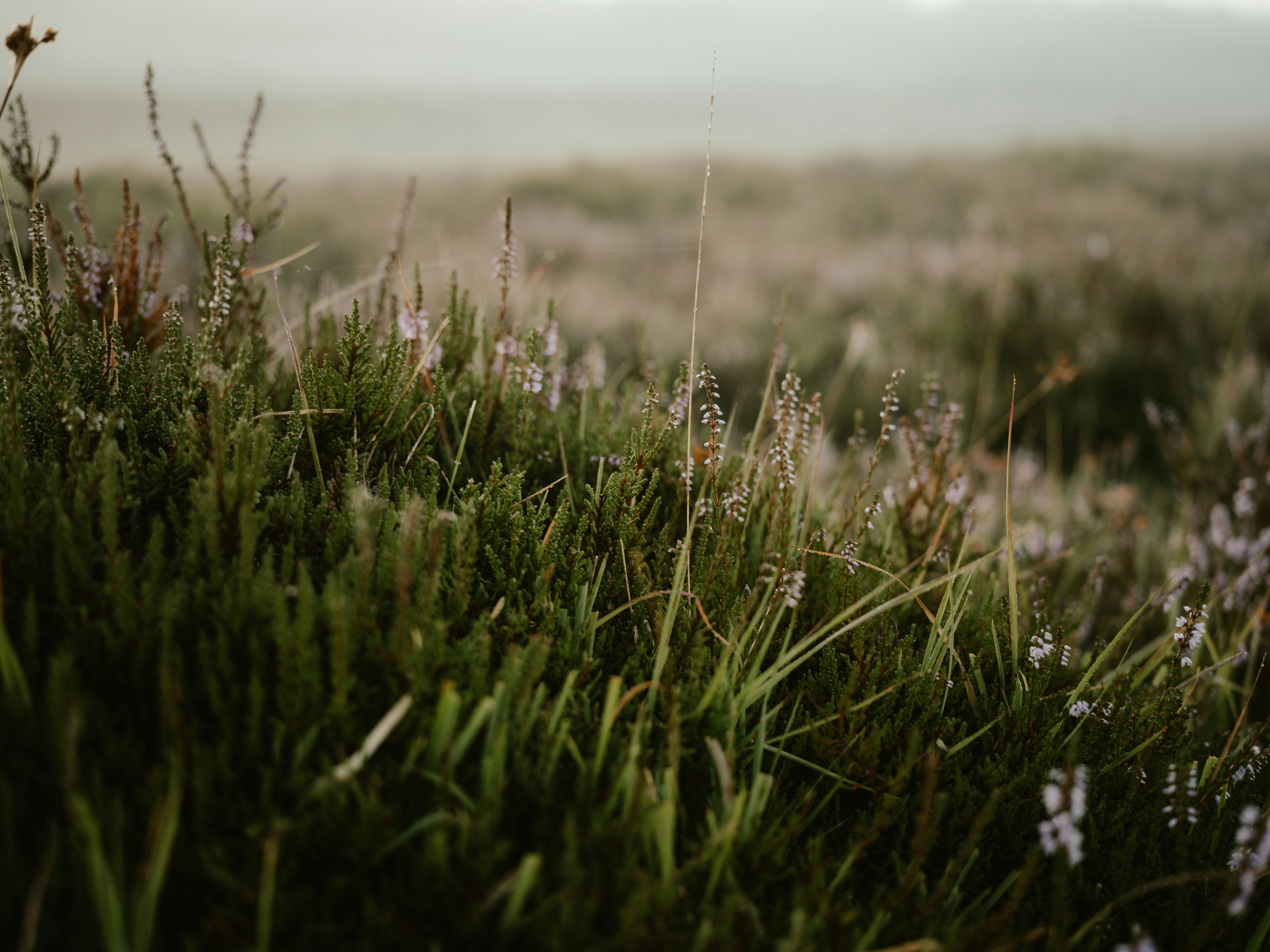 Photo by anniespratt