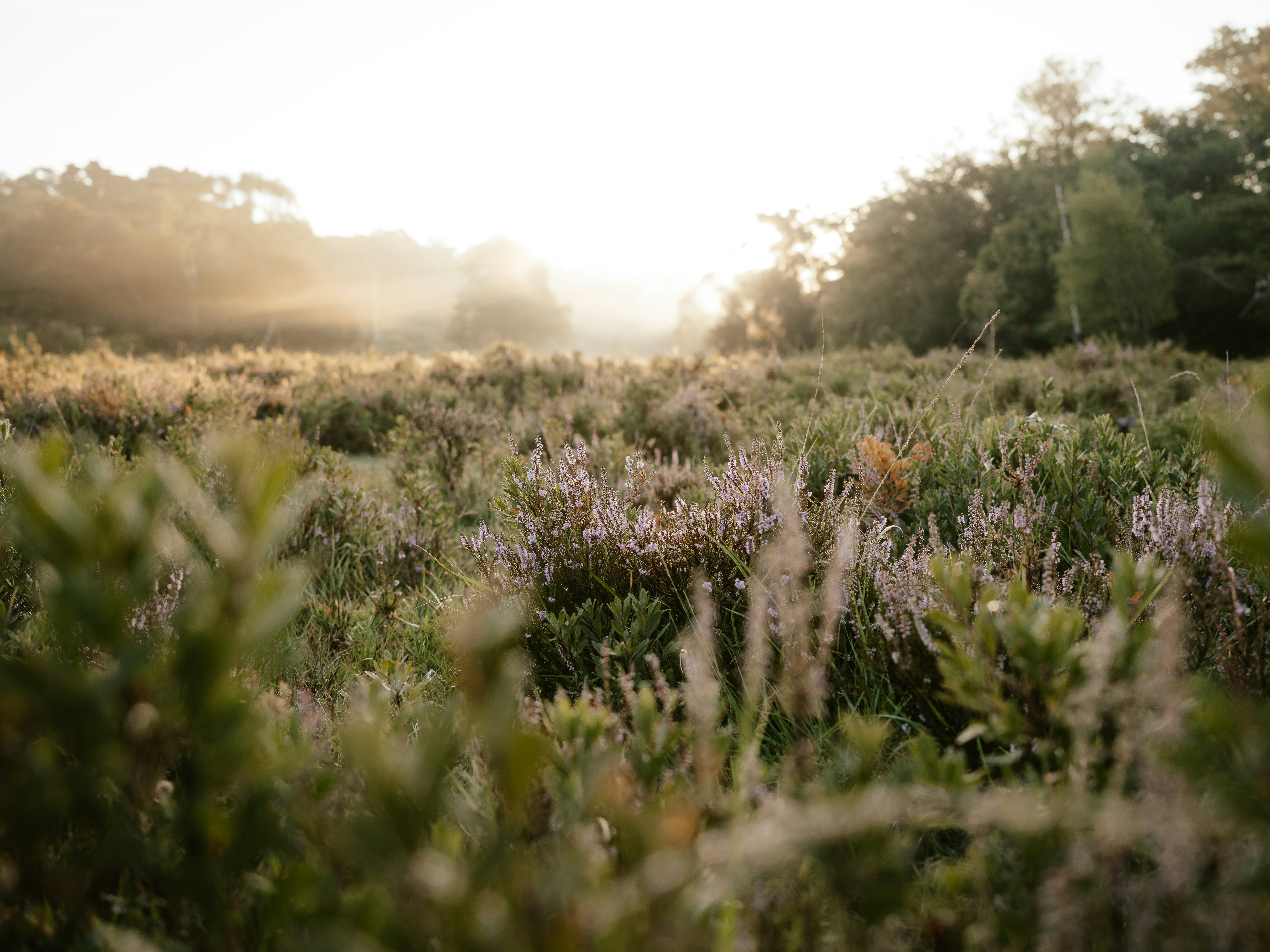 Photo by anniespratt