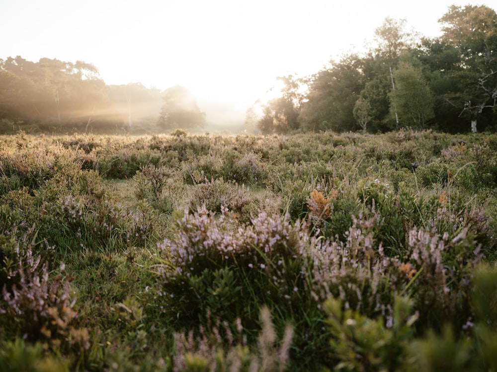 a field of flowers