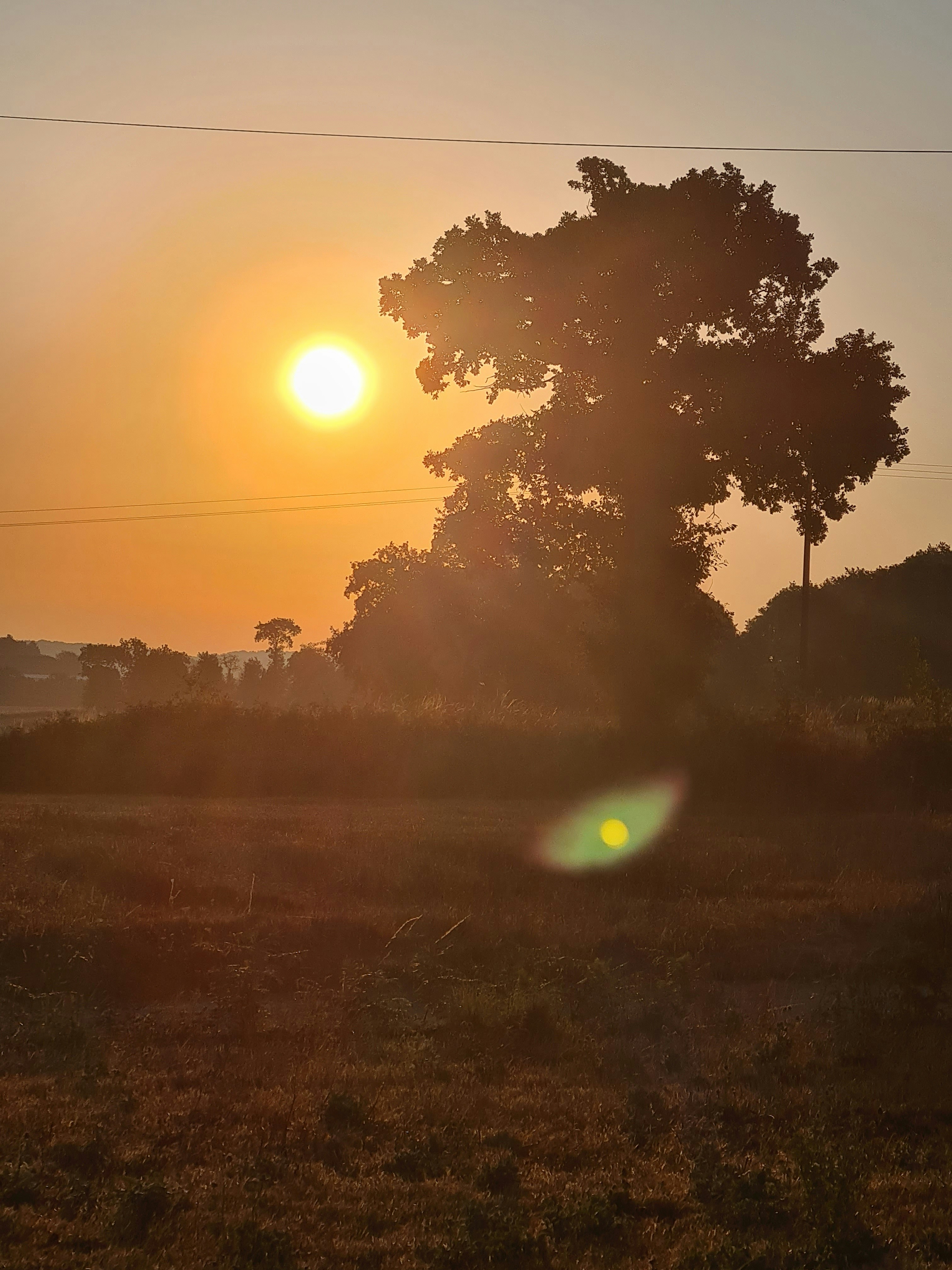 a tree with the sun behind it