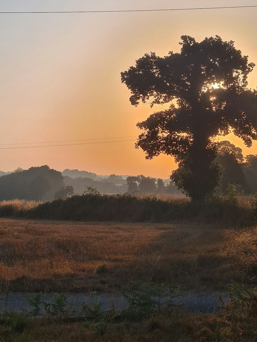 a tree in a field