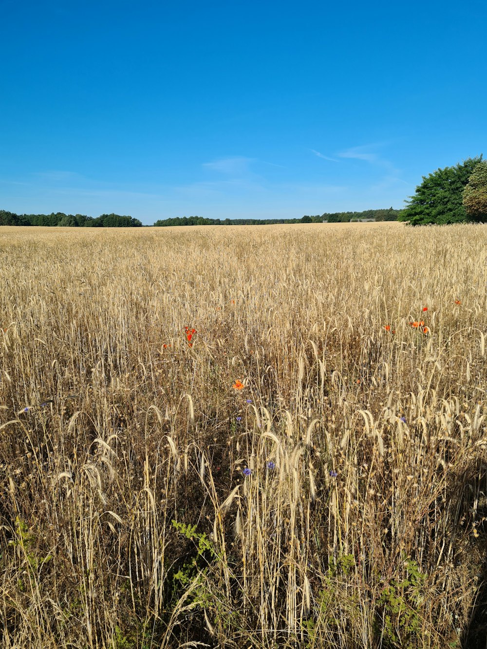 a field of wheat with trees in the background