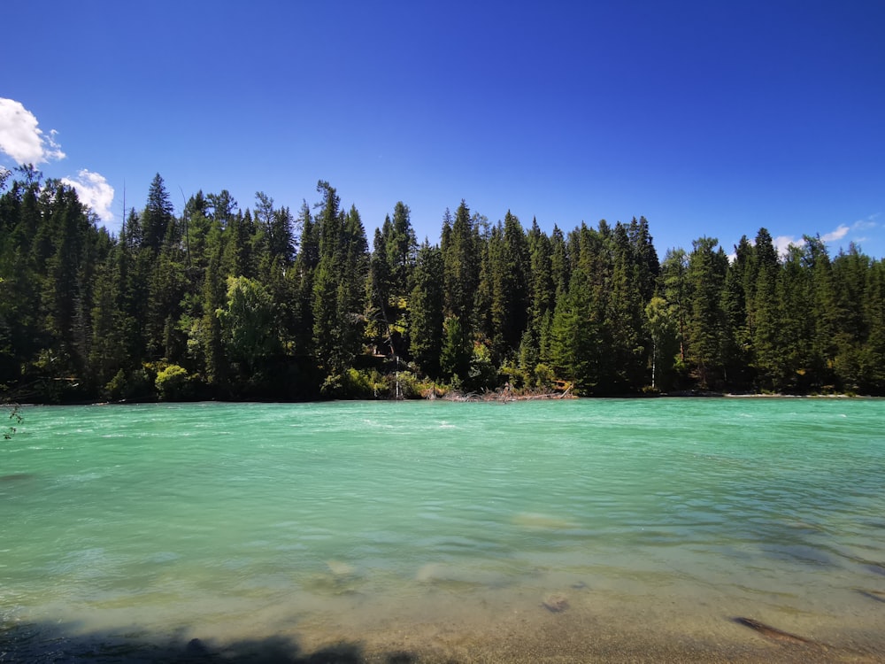 a body of water with trees in the back