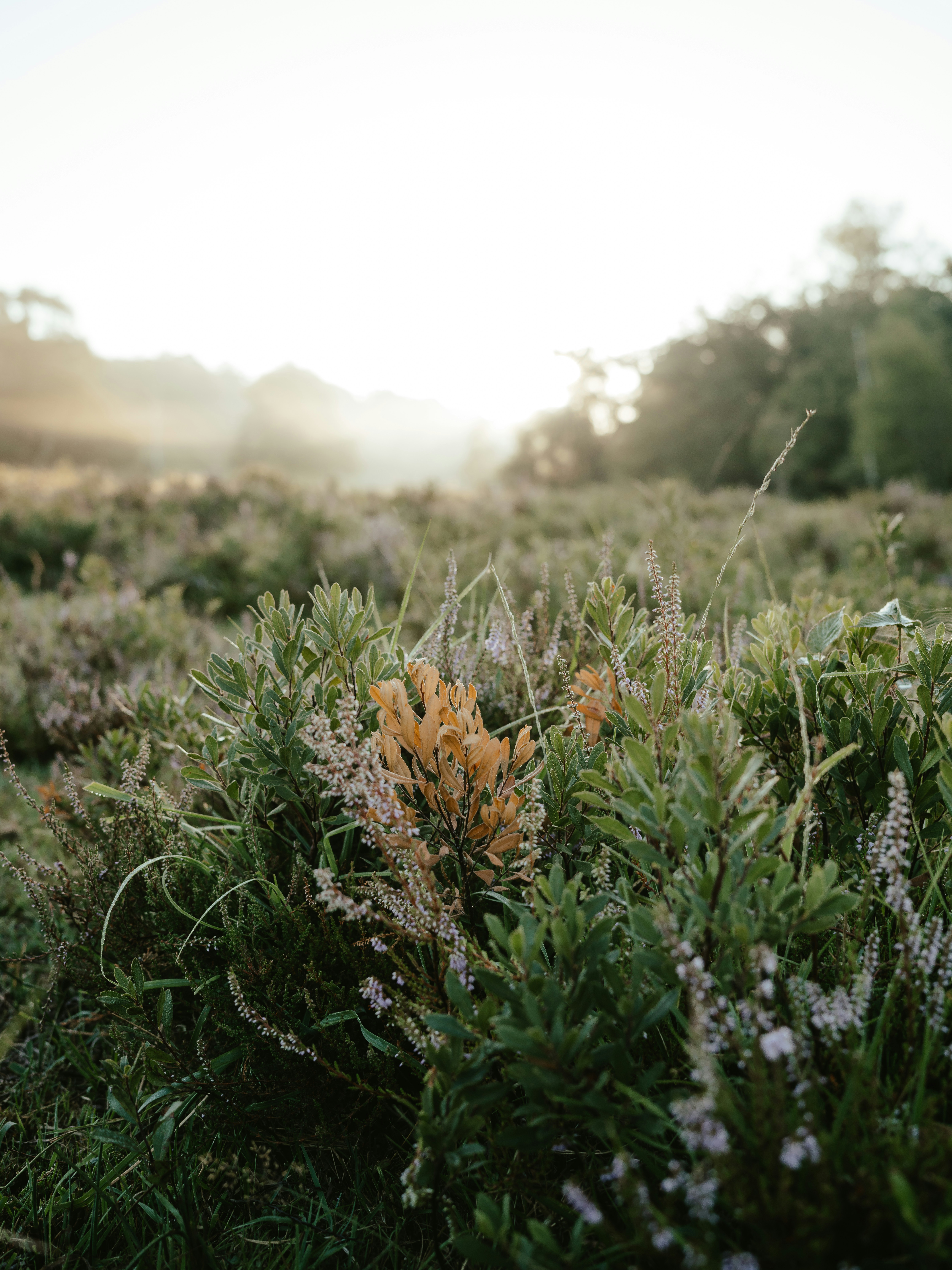 Photo by anniespratt