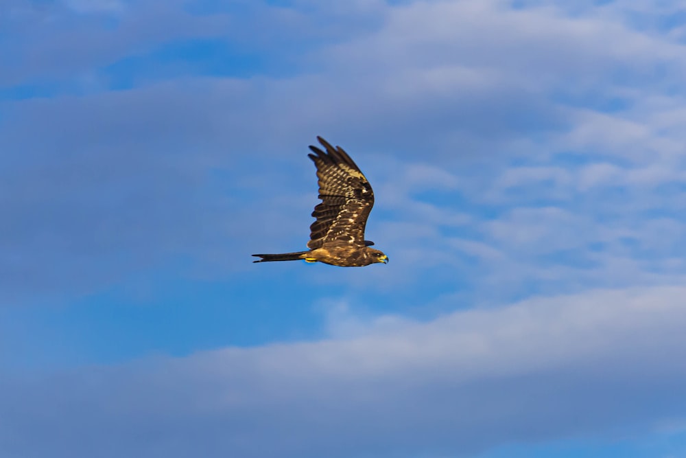 a bird flying in the sky