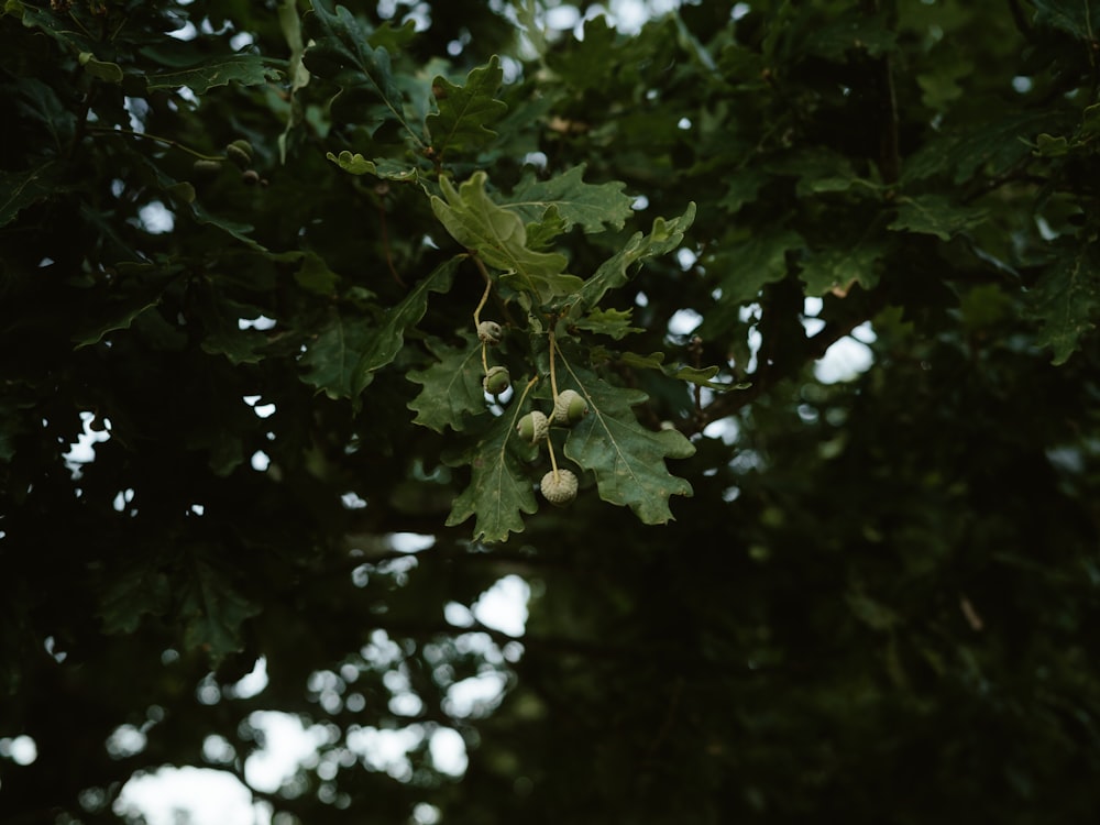 a close up of a tree branch