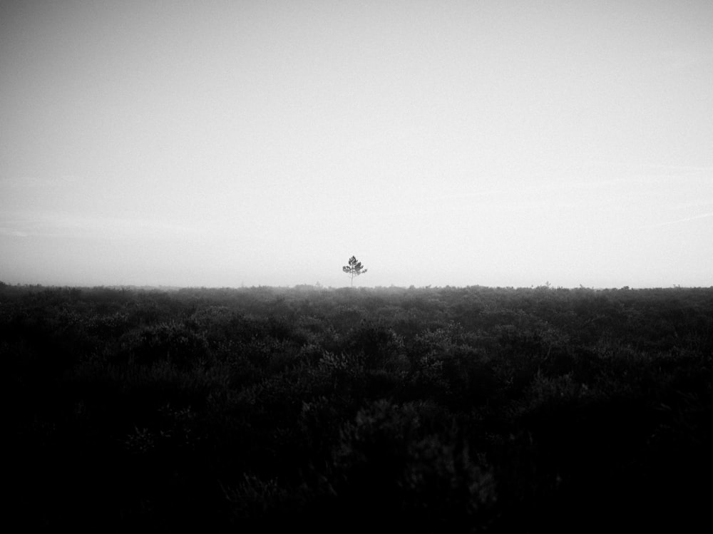 a silhouette of a tree in a field