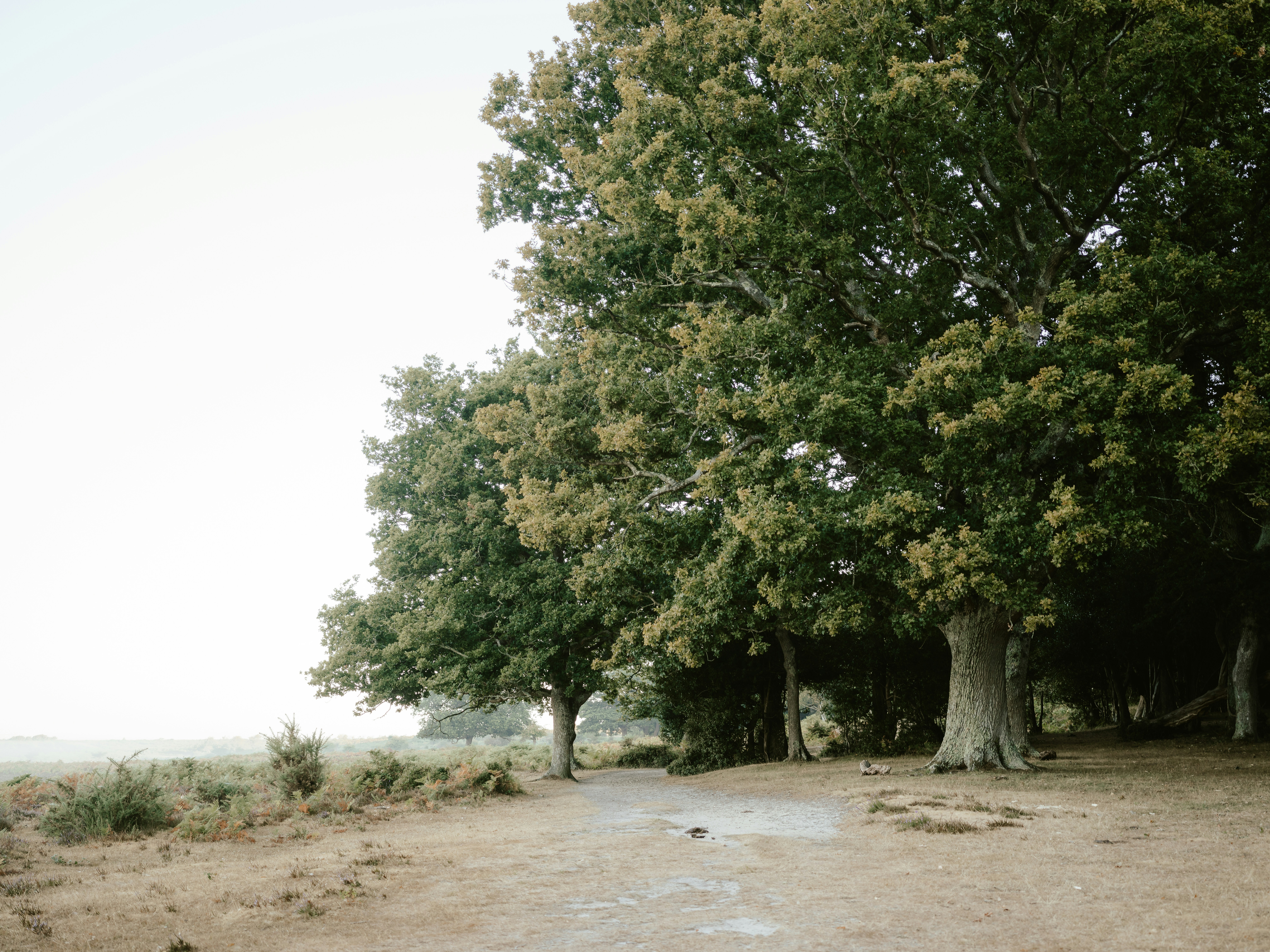 Photo by anniespratt