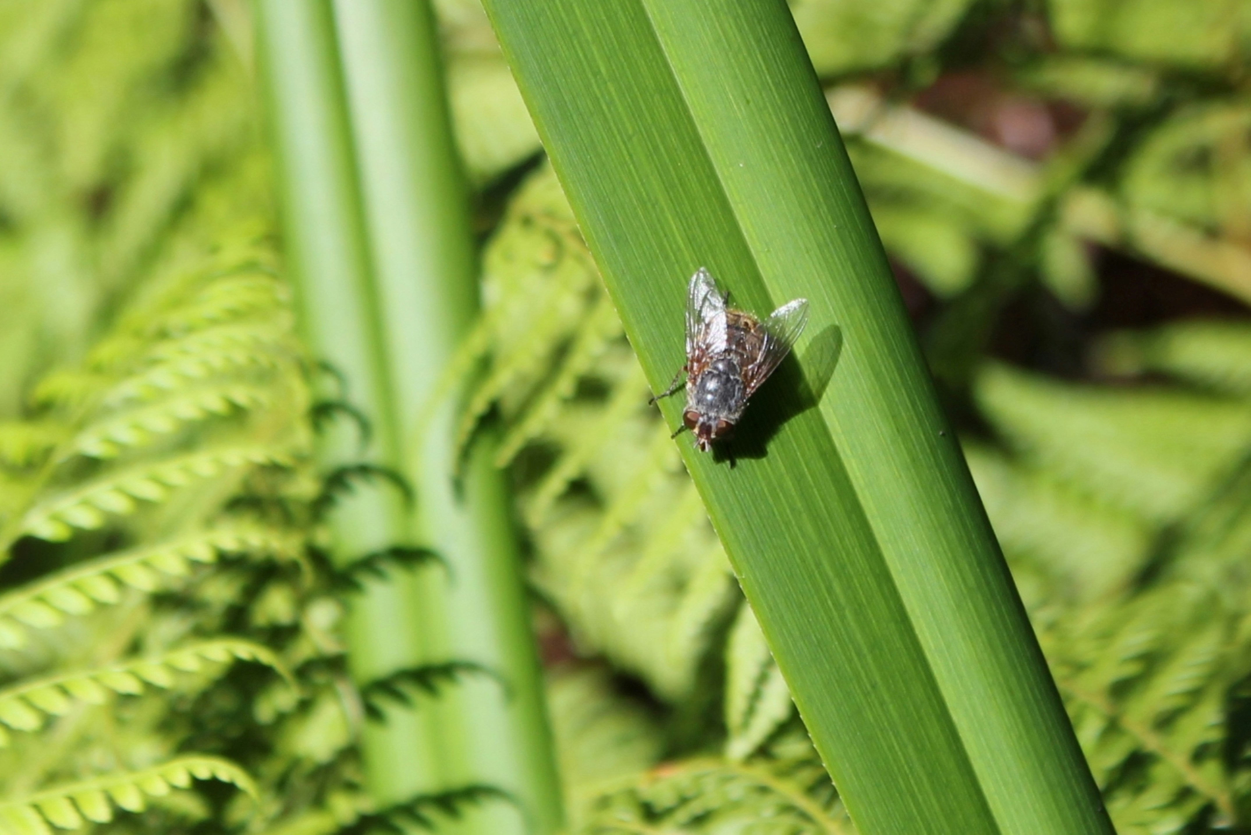 Photo by craigmanners_com