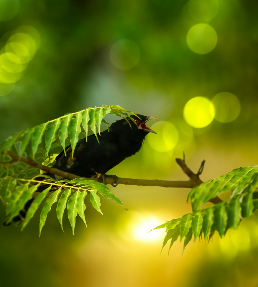 Crow sitting on the branch of a tree