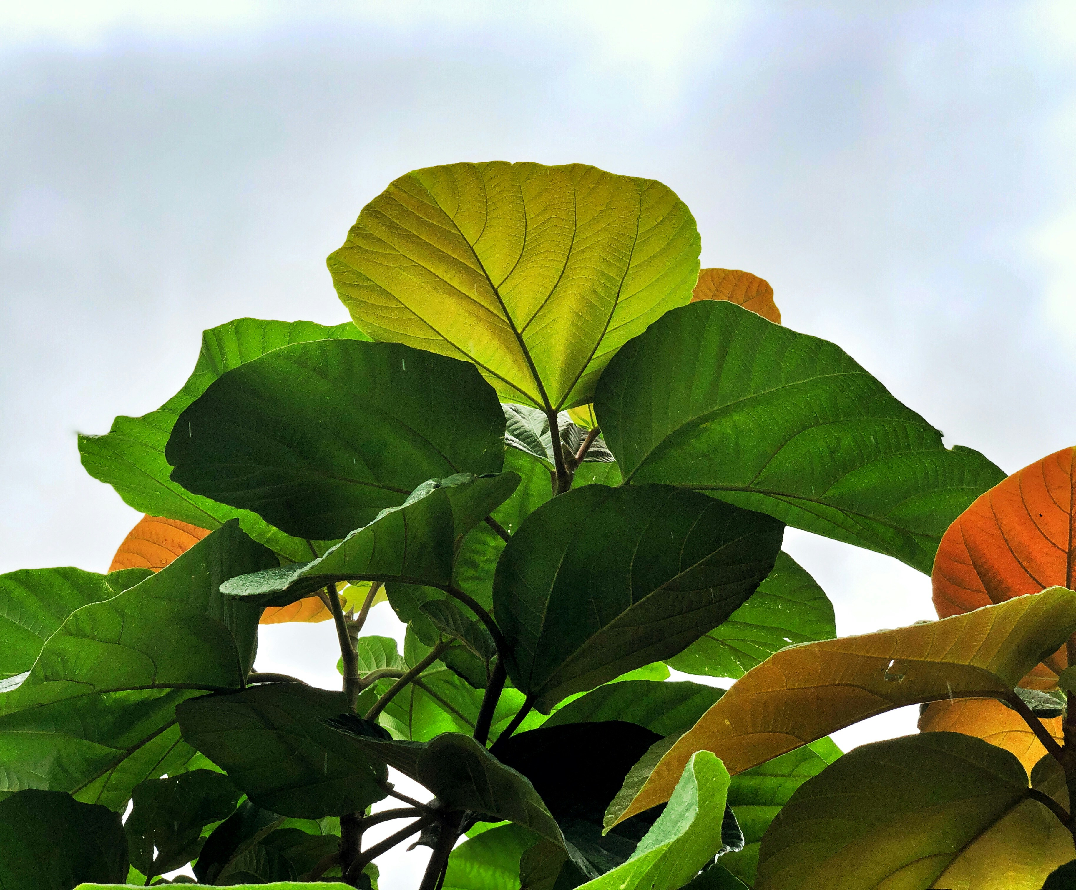 a plant with a flower