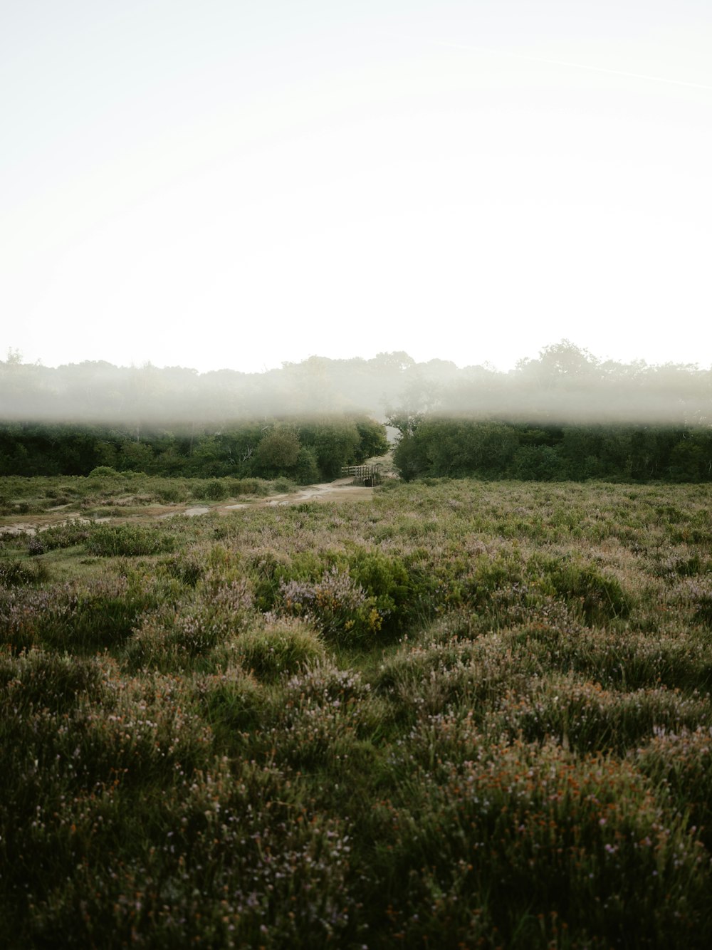 a field of grass and trees