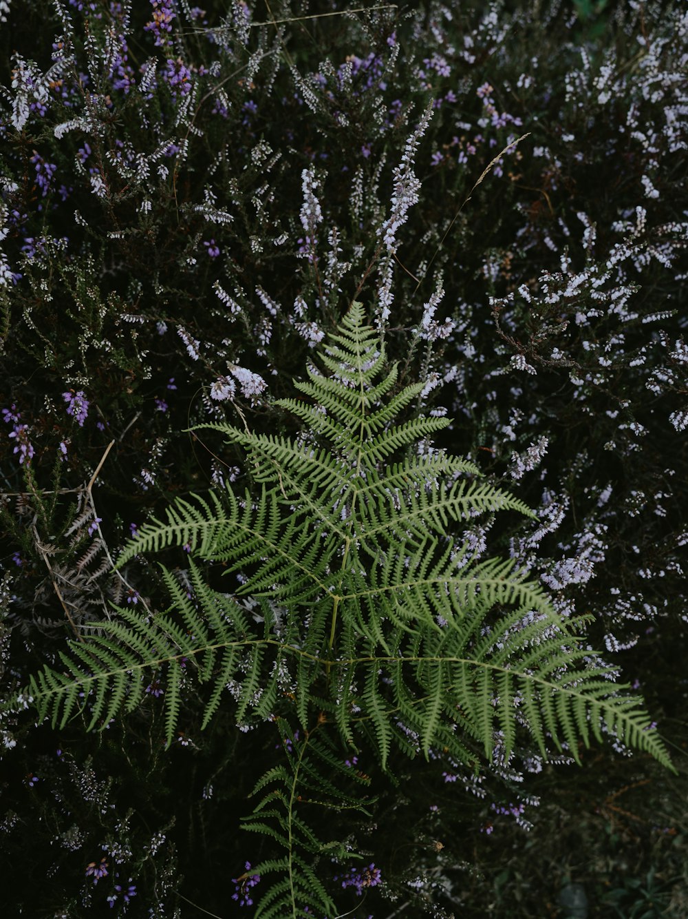 a group of trees with flowers