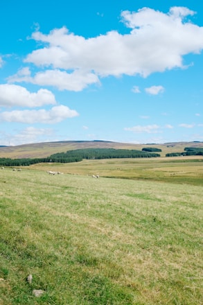 A New Zealand farm landscape with rolling green hills and grazing sheep under a clear blue sky.