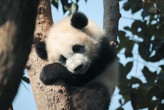 a panda bear in a tree