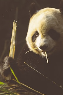 A panda is holding a piece of bamboo and appears to be eating it. The panda's fur is distinctively black and white, and it sits amidst green foliage in an environment that suggests a natural habitat. The lighting casts a warm, golden glow on the panda.