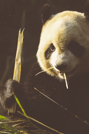 A panda is holding a piece of bamboo and appears to be eating it. The panda's fur is distinctively black and white, and it sits amidst green foliage in an environment that suggests a natural habitat. The lighting casts a warm, golden glow on the panda.