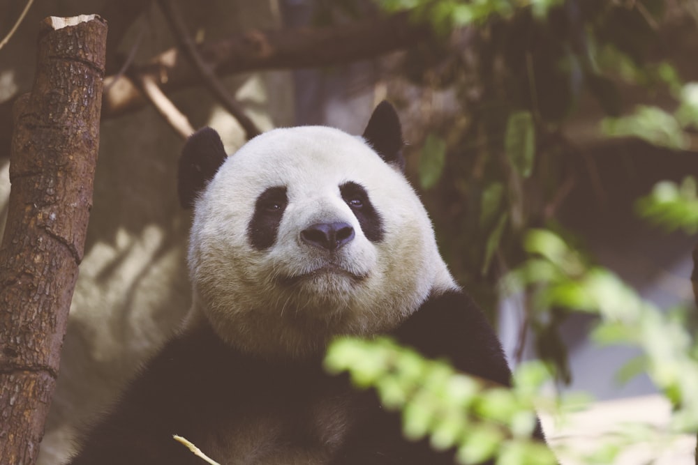 a panda in a tree