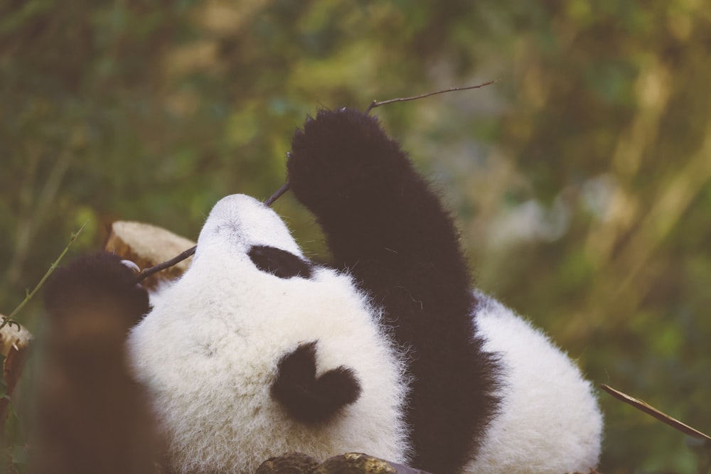 a panda bear with a black nose