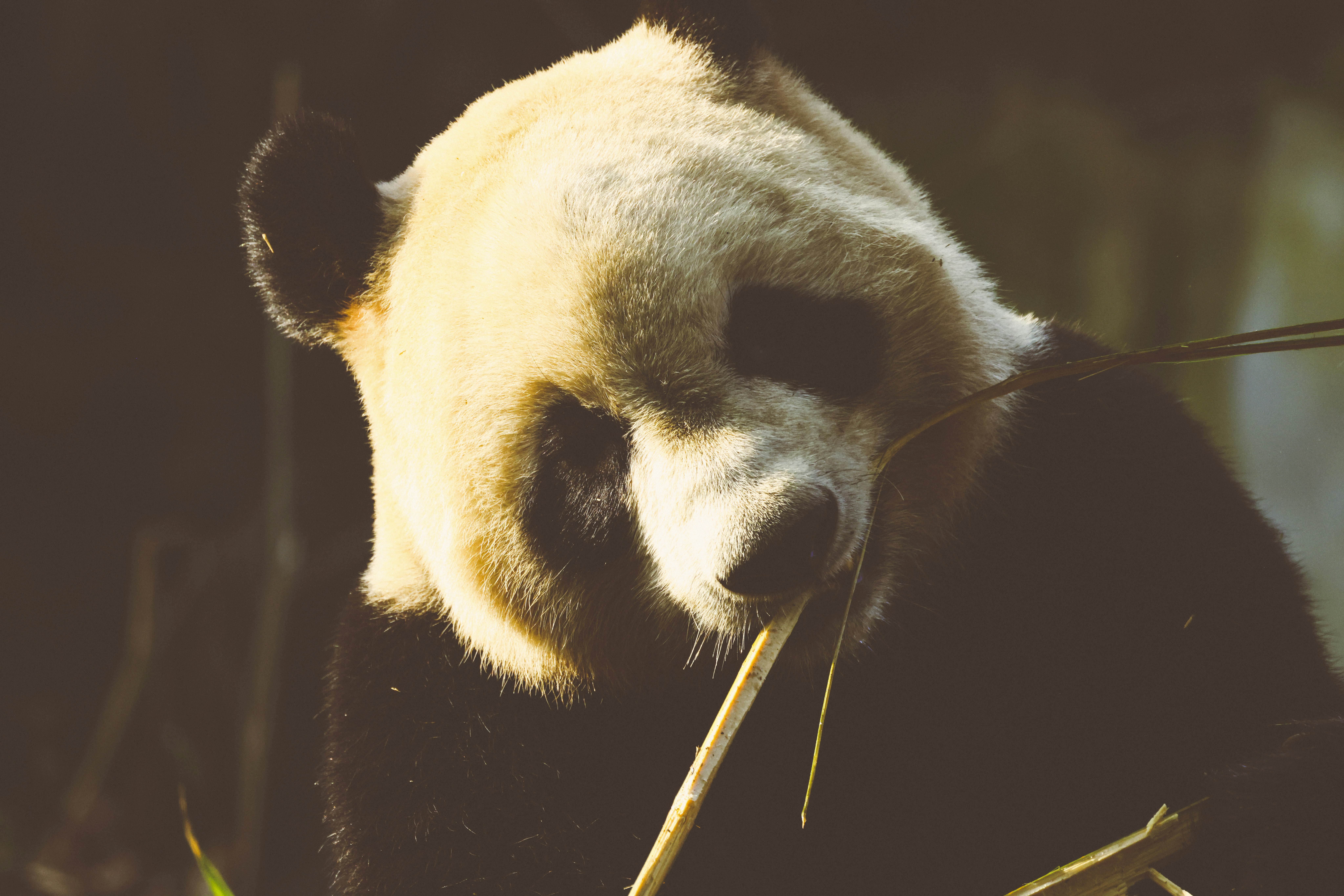 a panda bear in a tree