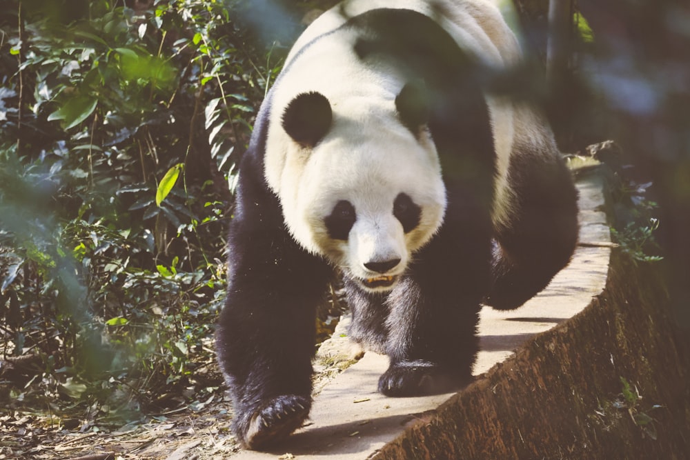 a panda walking on a log