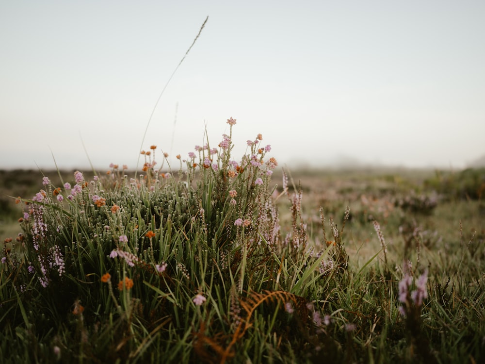 a field of flowers