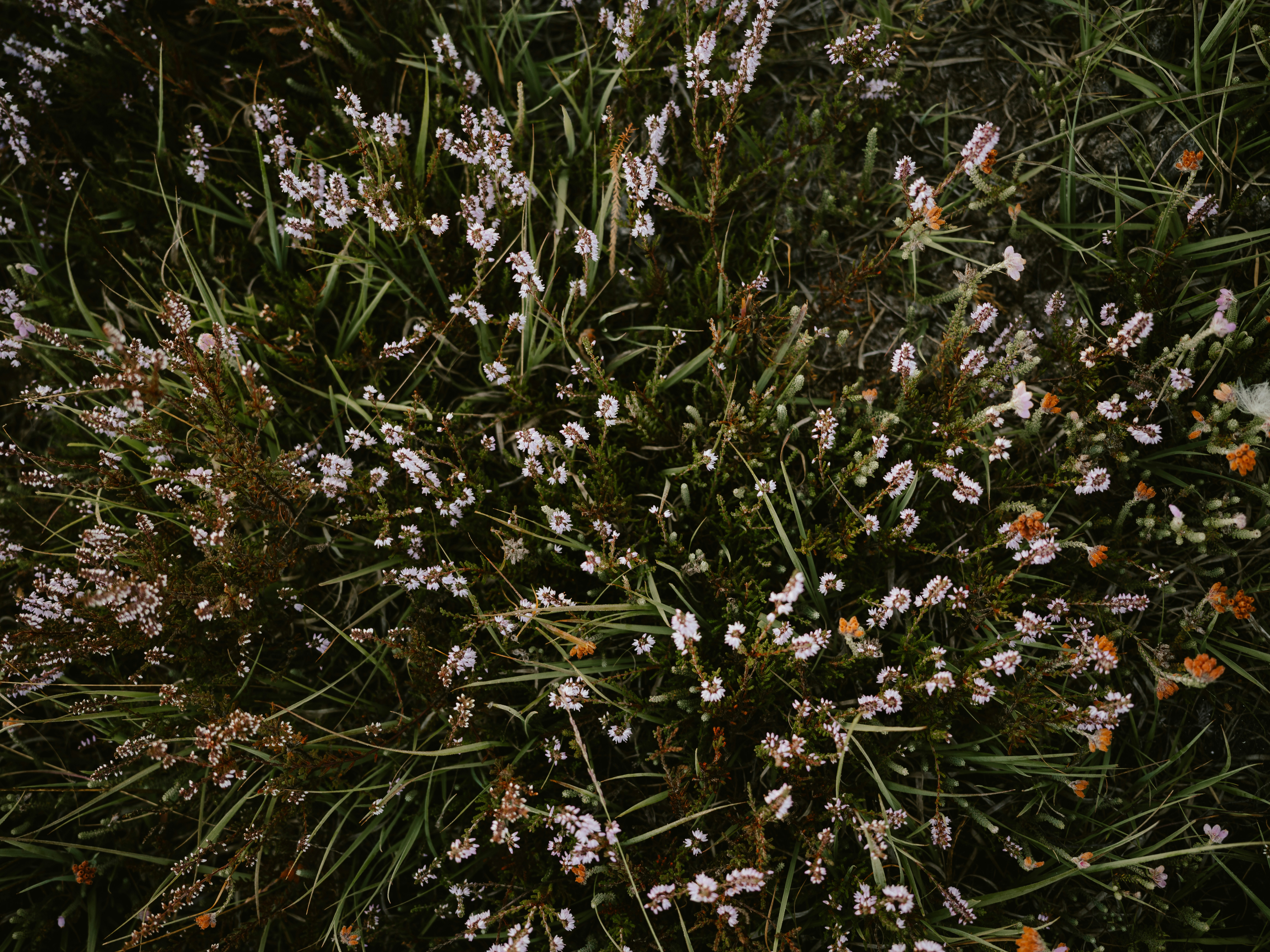 Photo by anniespratt