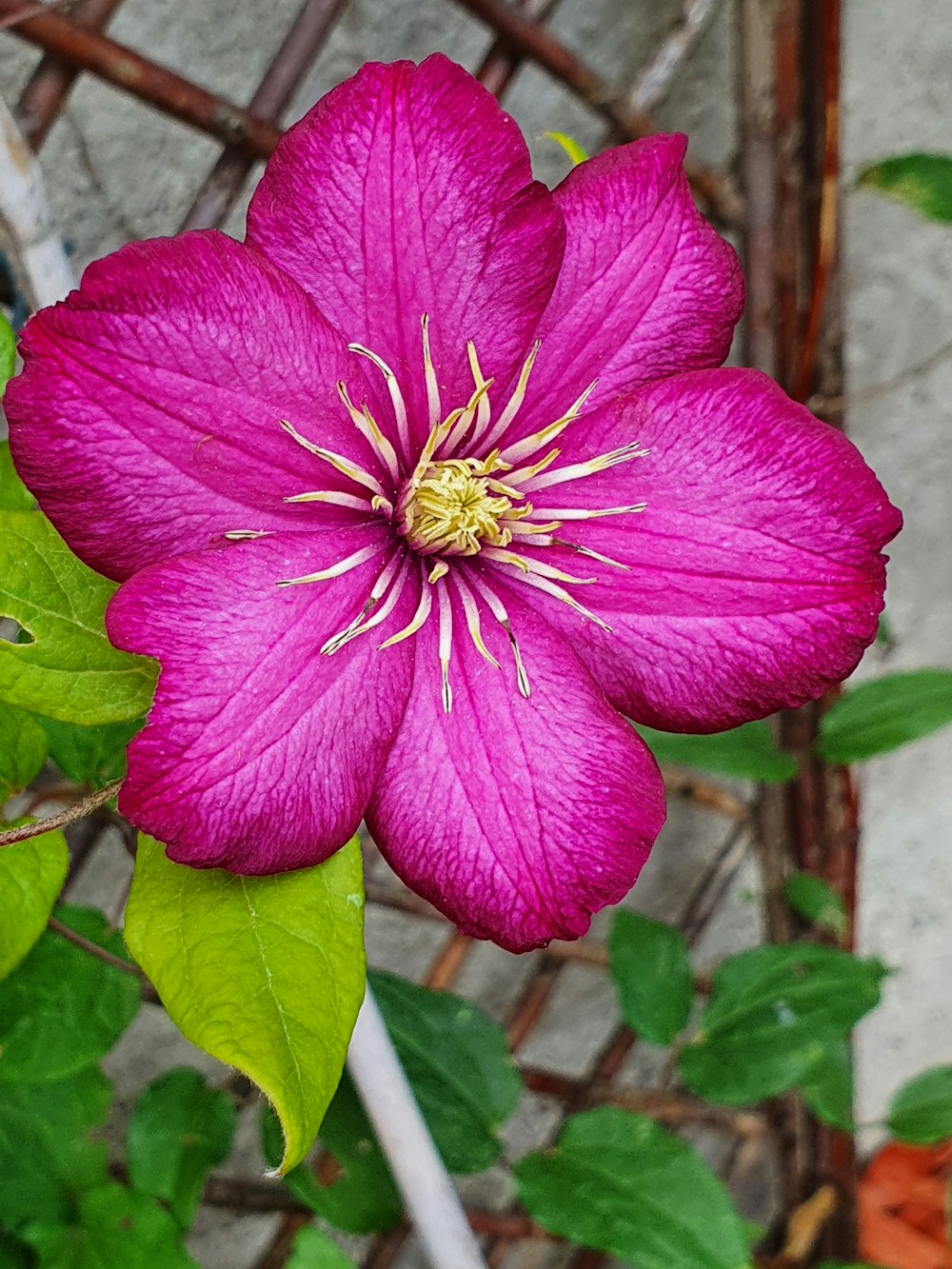 a pink flower with green leaves