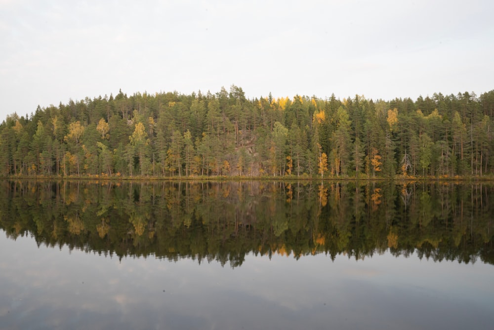 a lake with trees around it