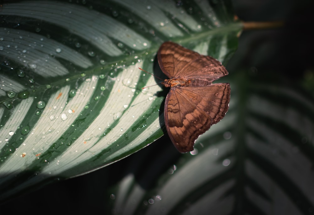 a moth on a leaf