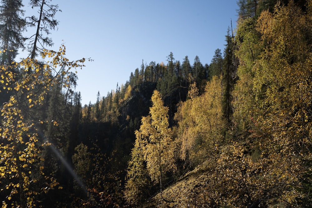 a forest of trees