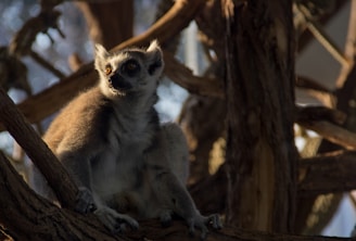 A vibrant photo of a curious indri lemur perched among lush green rainforest trees at sunrise.