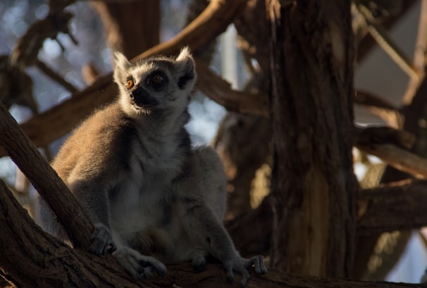 A vibrant photo of a curious indri lemur perched among lush green rainforest trees at sunrise.