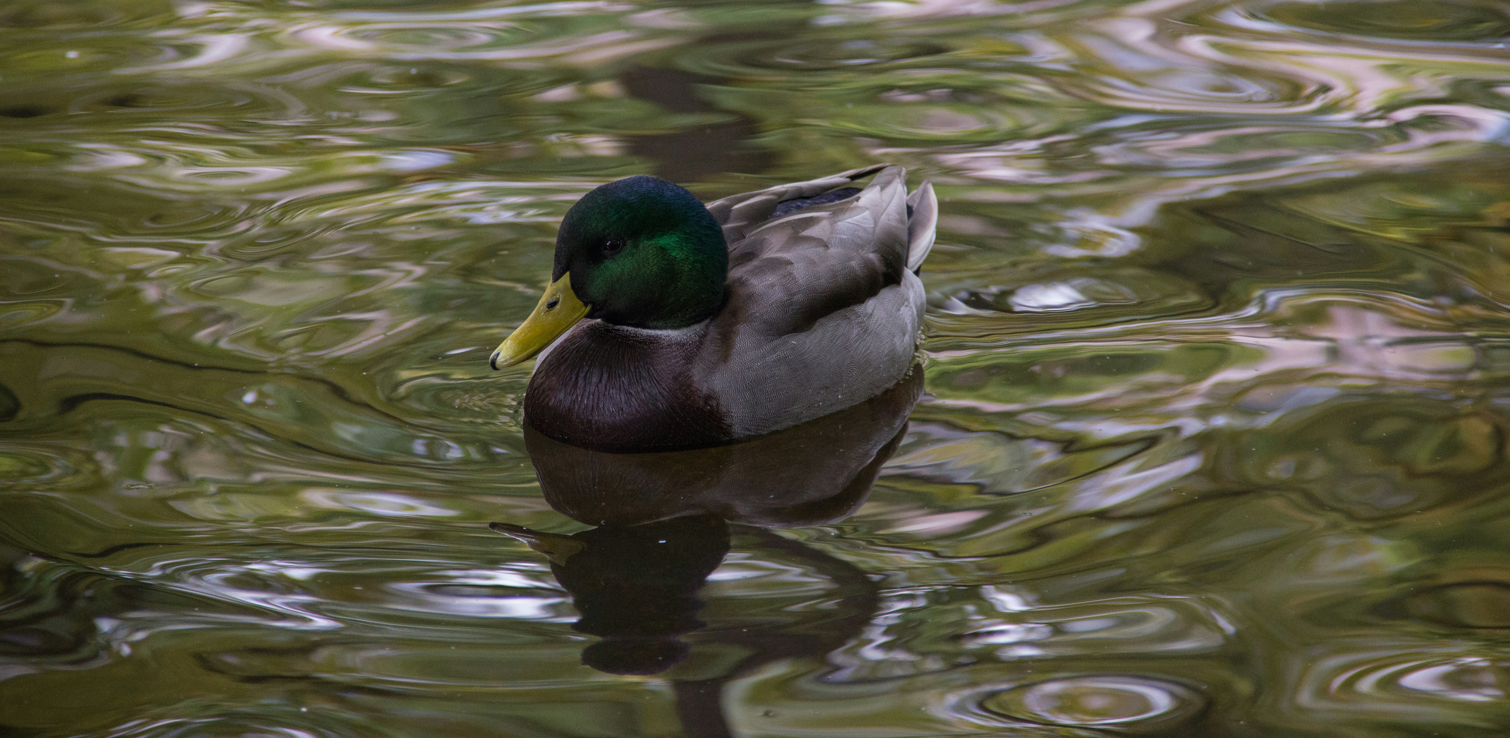 Photo by s4n4ez