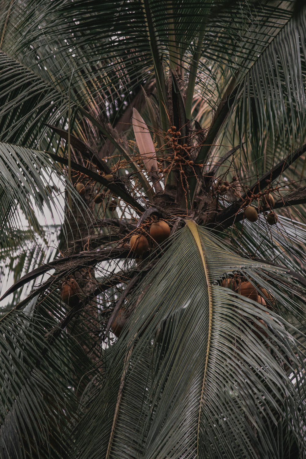 a group of birds on a tree