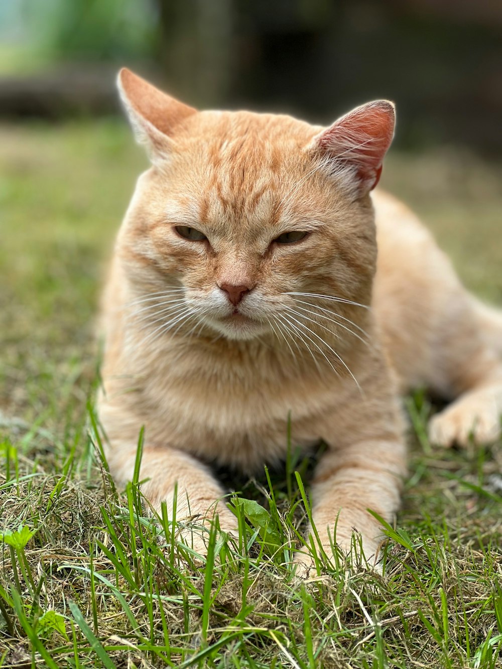 a cat lying in the grass