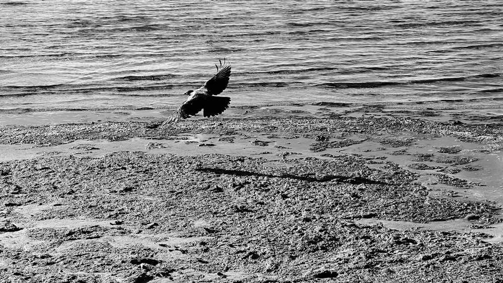 Un uccello vola sopra una spiaggia