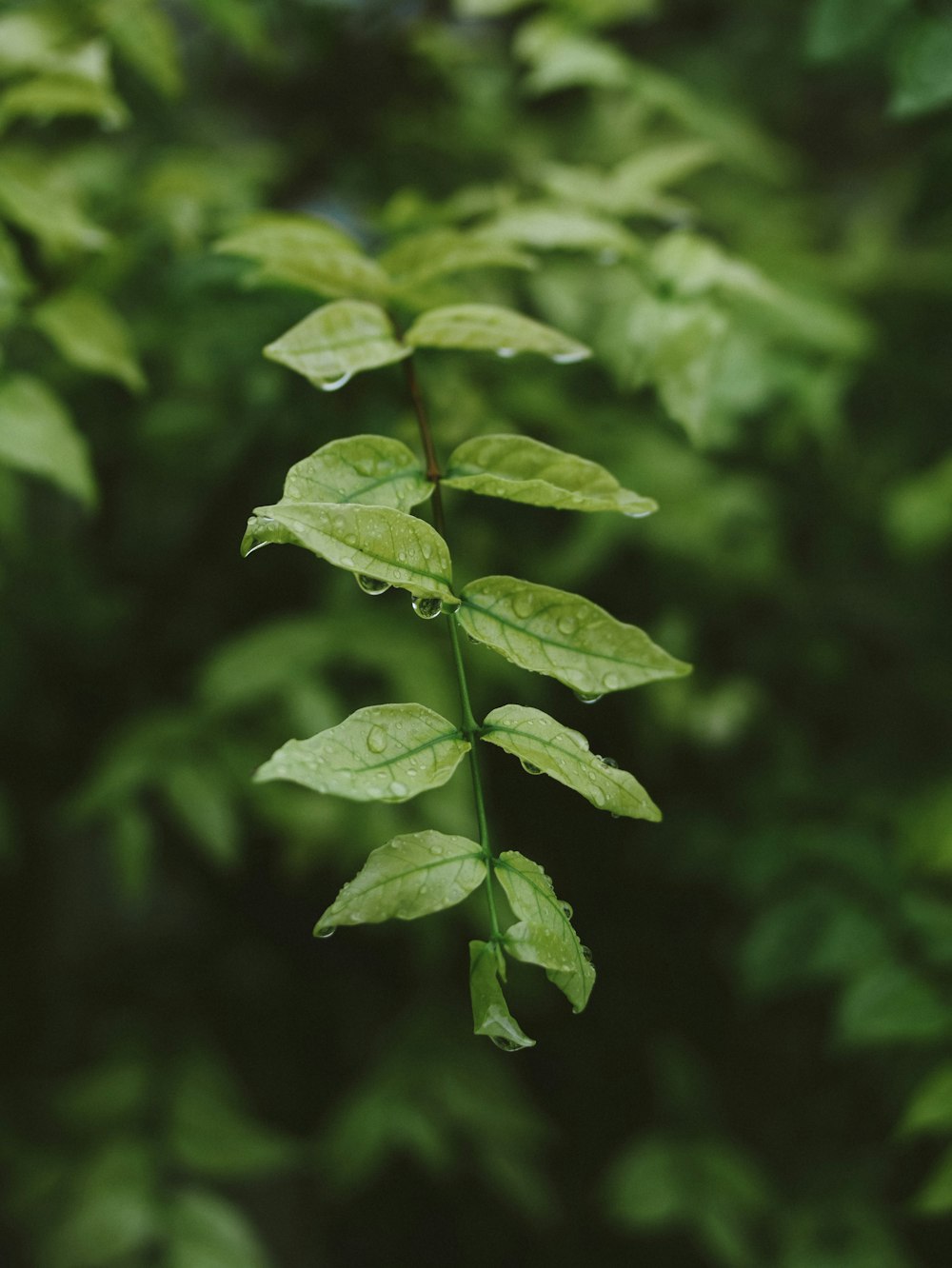 a close up of a plant