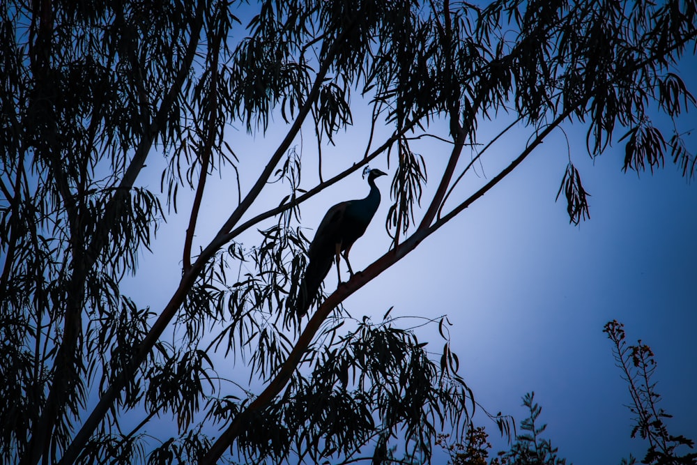 a bird on a tree branch