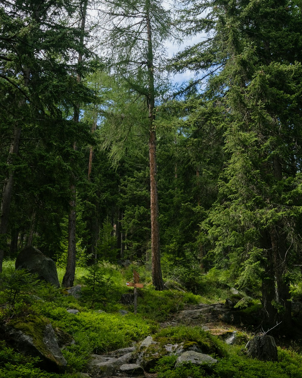 a forest with trees