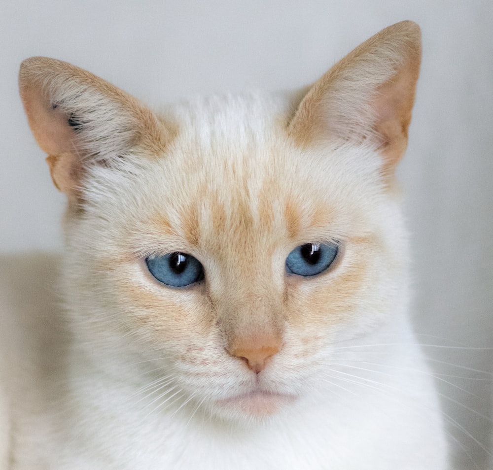 a cat with blue eyes