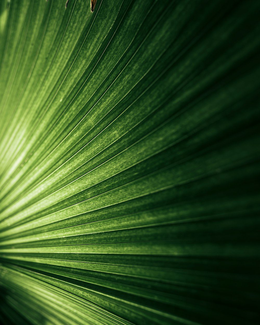 a close up of a green leaf