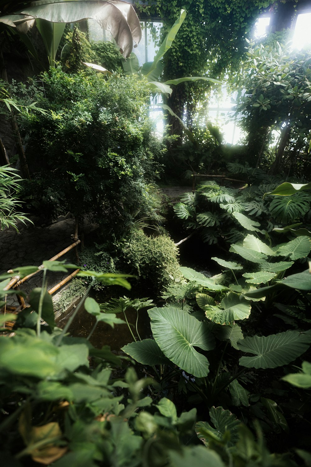 a group of plants in a forest