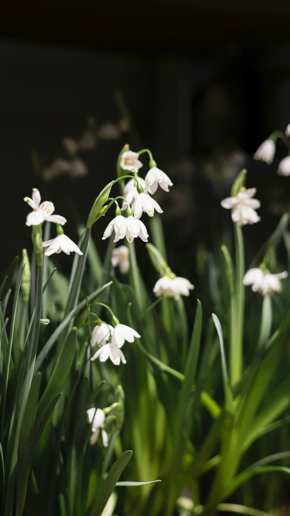 a close-up of some flowers