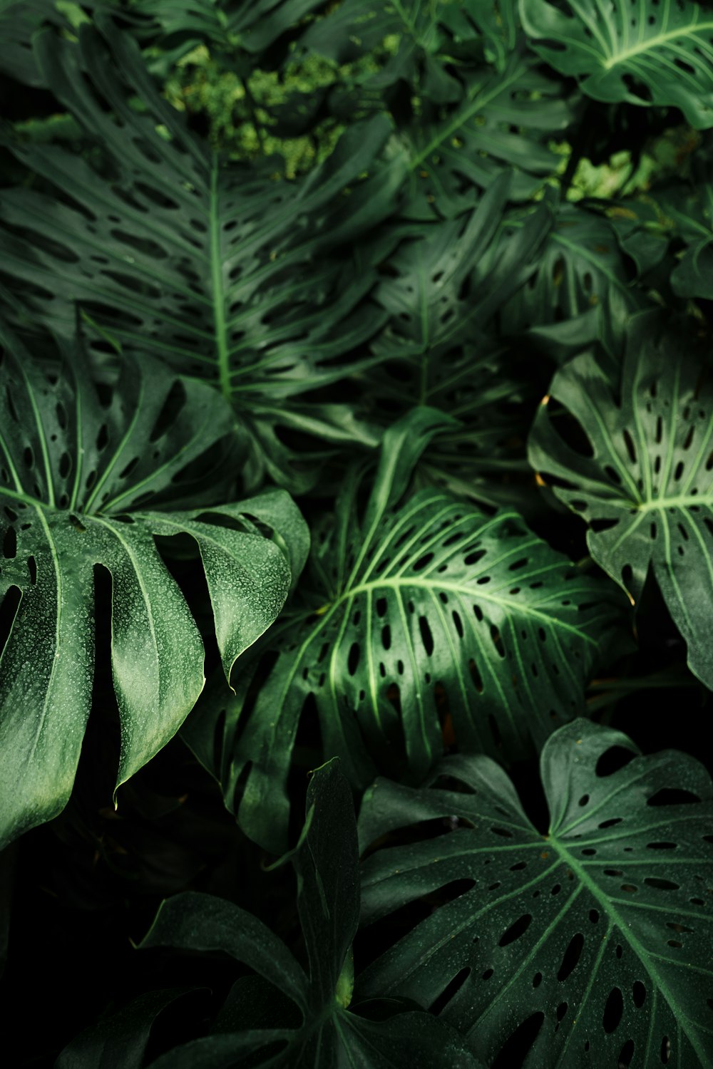 a group of green leaves